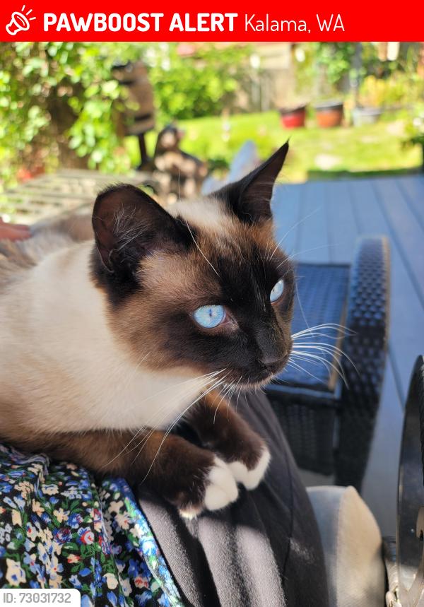 Lost Male Cat last seen Cedar, elementary school, Kalama, WA 98625