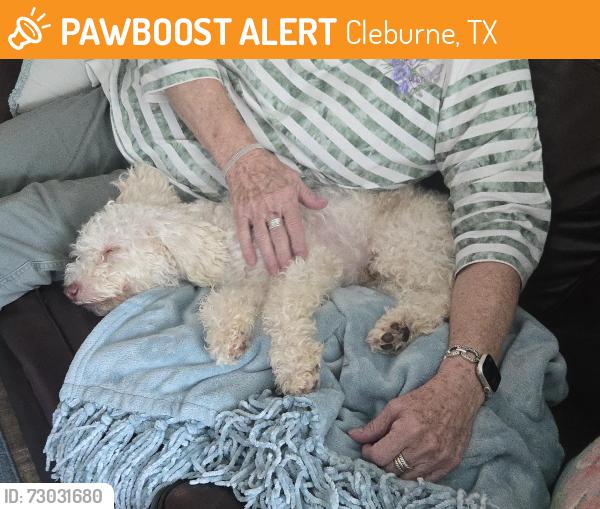Found/Stray Male Dog last seen Hulen Park, Cleburne TX, Cleburne, TX 76033