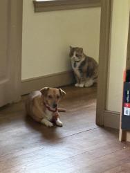 Reunited Female Dog last seen Militia Hill Rd & Joshua, Fort Washington, PA 19034