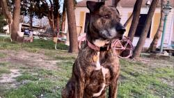 Lost Female Dog last seen H-E-B, Abilene, TX 79605