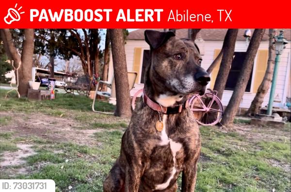 Lost Female Dog last seen H-E-B, Abilene, TX 79605