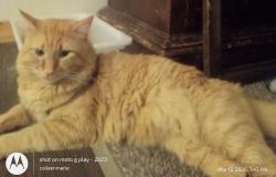 Lost Male Cat last seen Nw24th and Nw wilson, Portland, OR 97210