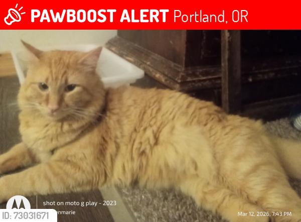 Lost Male Cat last seen Nw24th and Nw wilson, Portland, OR 97210