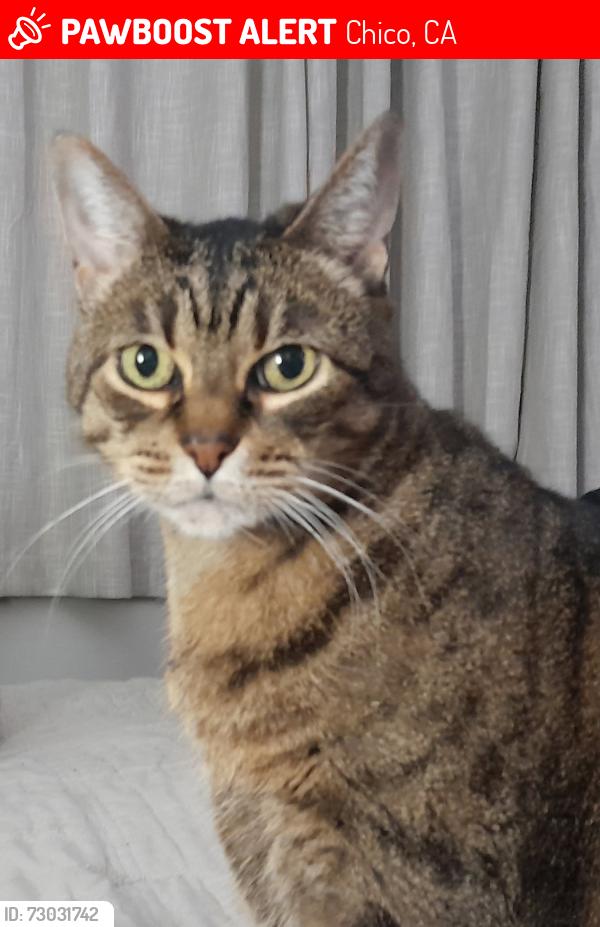 Lost Female Cat last seen Pillsbury Rd. & East Ave., Chico, CA 95926