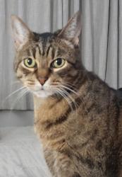 Lost Female Cat last seen Pillsbury Rd. & East Ave., Chico, CA 95926