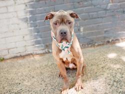 Shelter Stray Male Dog last seen Near 1st Avenue, NEW YORK, NY, 10017, 326 E 110th St, New York, NY 10029, USA