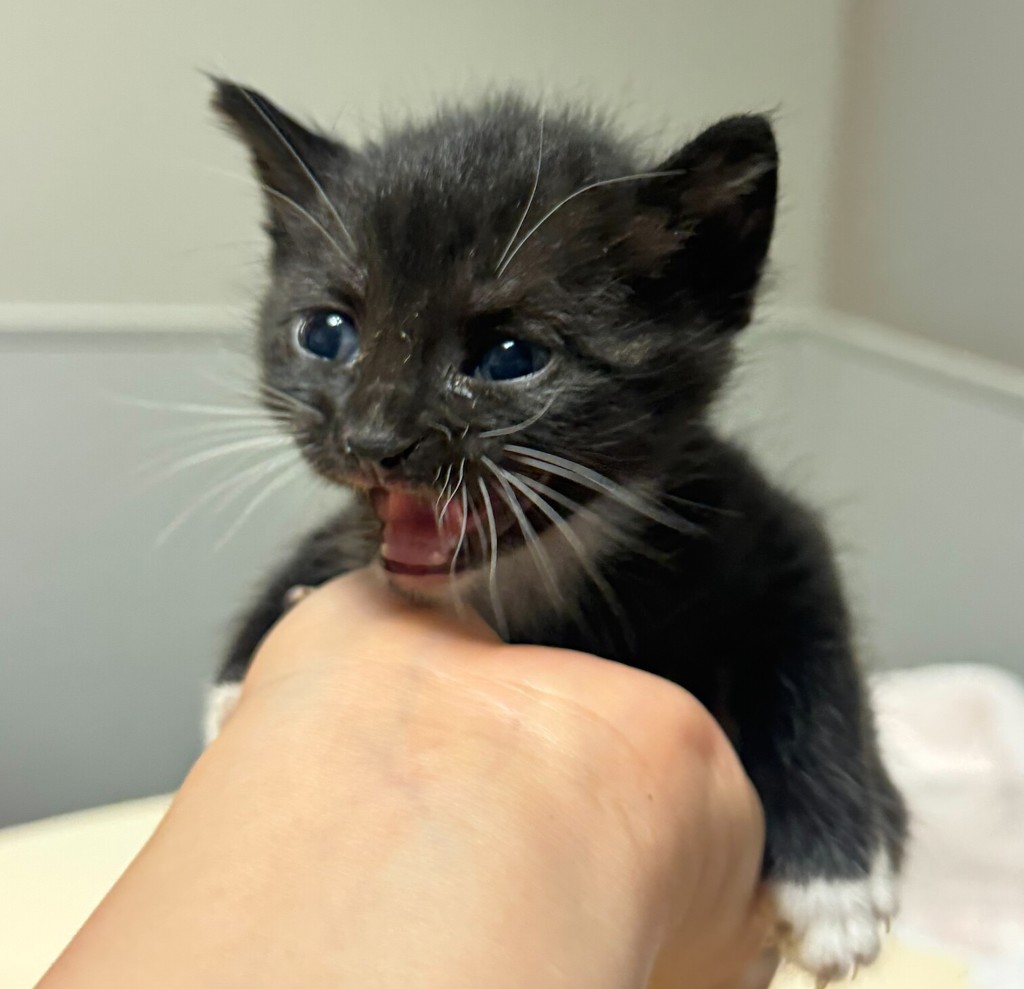 Shelter Stray Female Cat last seen Near Baldwin Street, OAKLAND, CA, 94621, 8323 Baldwin St, Oakland, CA 94621, USA