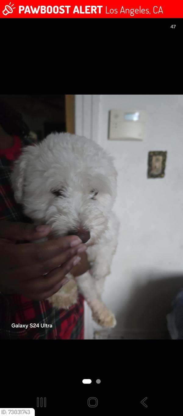 Lost Male Dog last seen 95th and Normandie, Los Angeles, CA 90047