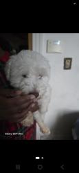 Lost Male Dog last seen 95th and Normandie, Los Angeles, CA 90047