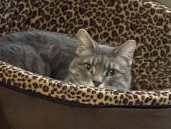 Lost Female Cat last seen Near Pinery Ridge , Spring, TX 77382