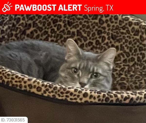 Lost Female Cat last seen Near Pinery Ridge , Spring, TX 77382