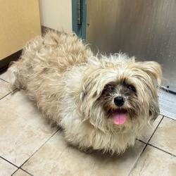 Shelter Stray Male Dog last seen OR, 1700 W Historic Columbia River Hwy, Troutdale, OR 97060, USA