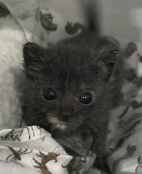 Shelter Stray Female Cat last seen Near Monserate Avenue, Chula Vista, CA, 91911, 5500 Gaines St, San Diego, CA 92110, USA