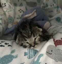 Shelter Stray Female Cat last seen Near Commercial Street, San Diego, CA, 92113, 5500 Gaines St, San Diego, CA 92110, USA