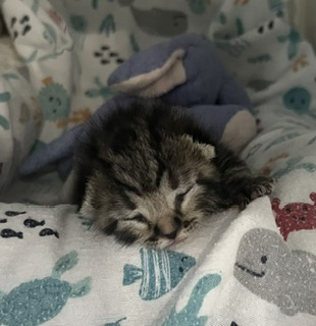 Shelter Stray Female Cat last seen Near Commercial Street, San Diego, CA, 92113, 5500 Gaines St, San Diego, CA 92110, USA
