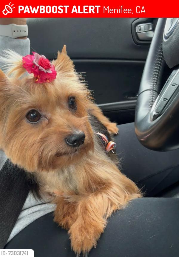 Lost Female Dog last seen Menifee quartz ranch , Menifee, CA 92586