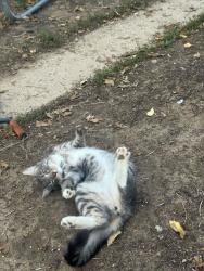 Lost Male Cat last seen Hudson street and holly st, Denver, CO 80222