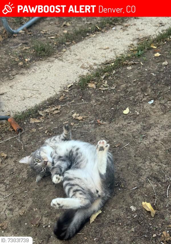 Lost Male Cat last seen Hudson street and holly st, Denver, CO 80222