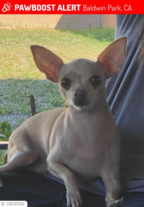 Lost Male Dog last seen Mangum street , Baldwin Park, CA 91706