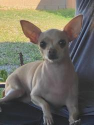 Lost Male Dog last seen Mangum street , Baldwin Park, CA 91706