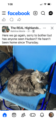 Lost Male Cat last seen Highland at Queens Creek, Hubert, NC 28539