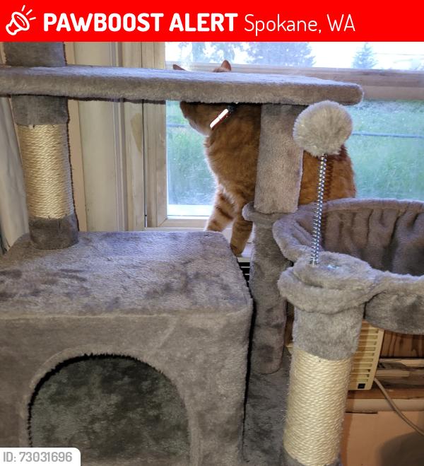 Lost Unknown Cat last seen Near Sherman Street , Spokane, WA 99202