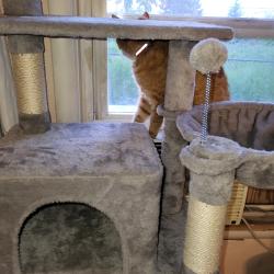 Lost Unknown Cat last seen Near Sherman Street , Spokane, WA 99202