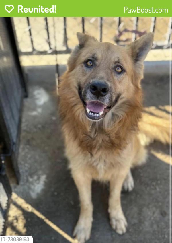 Reunited Male Dog last seen Stellhorn and Maple Terrace , Fort Wayne, IN 46835