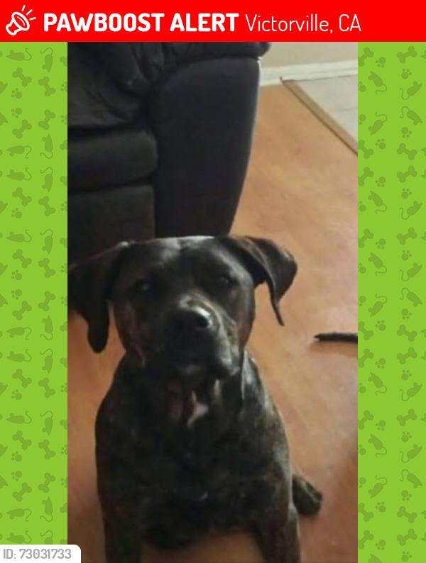 Lost Female Dog last seen Ridgecrest and High Crest, Victorville, CA 92395