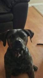 Lost Female Dog last seen Ridgecrest and High Crest, Victorville, CA 92395