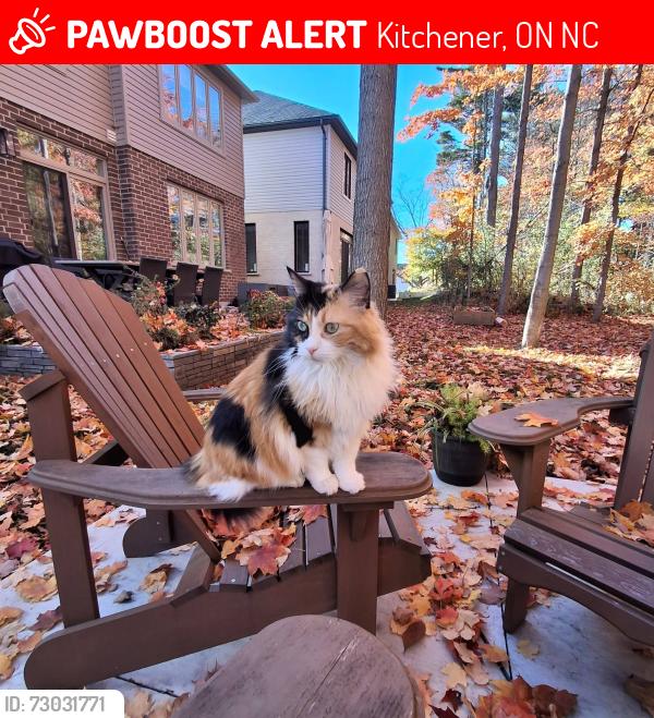 Lost Female Cat last seen Fallowfield Dr , Kitchener, ON N2C