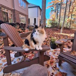 Lost Female Cat last seen Fallowfield Dr , Kitchener, ON N2C