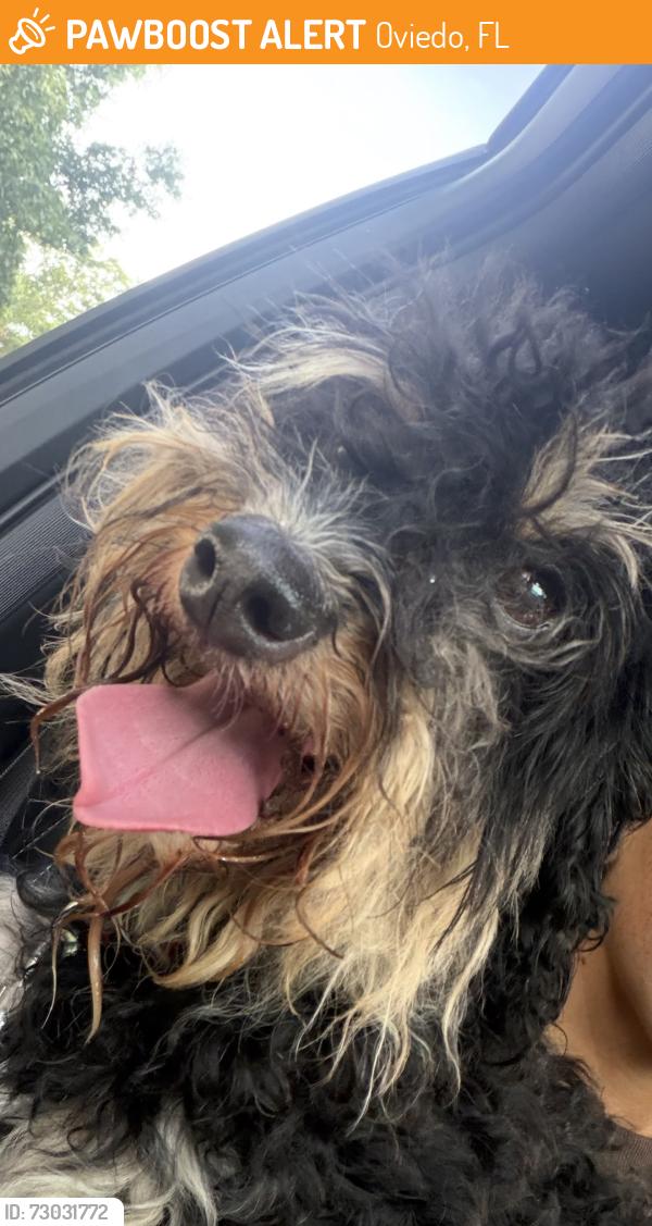 Found/Stray Unknown Dog last seen Stillwater Subdivision, Oviedo, FL 32765