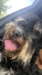Found/Stray Unknown Dog last seen Stillwater Subdivision, Oviedo, FL 32765