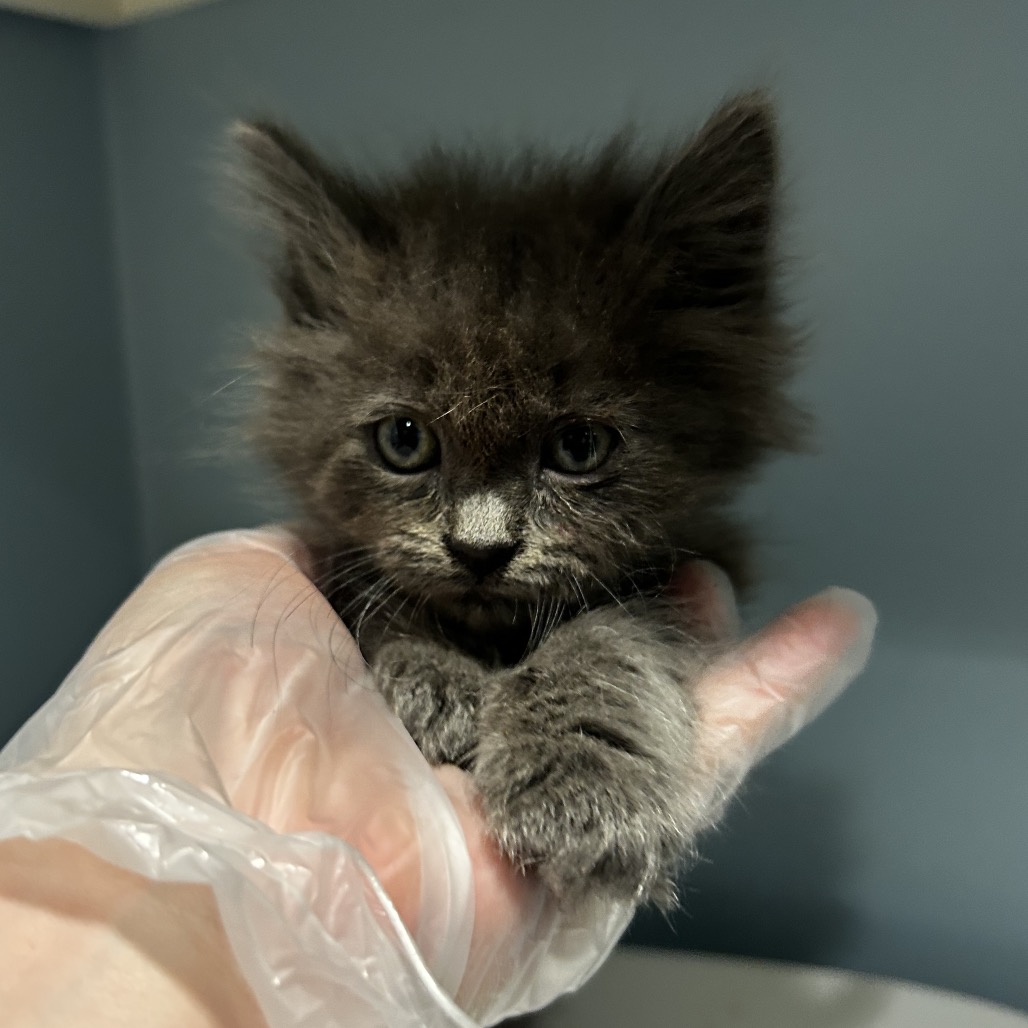 Shelter Stray Male Cat last seen , 4500 N Access Rd, Chattanooga, TN 37415, USA