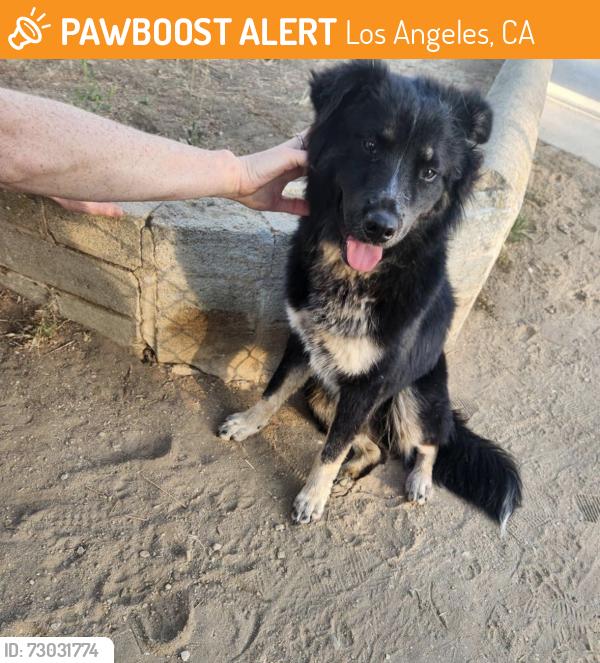 Found/Stray Male Dog last seen Montecito Heights Community Center, Los Angeles, CA 90031