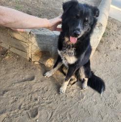 Found/Stray Male Dog last seen Montecito Heights Community Center, Los Angeles, CA 90031