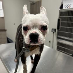 Shelter Stray Female Dog last seen , 1109 Moore Ave, Portland, TX 78374, USA