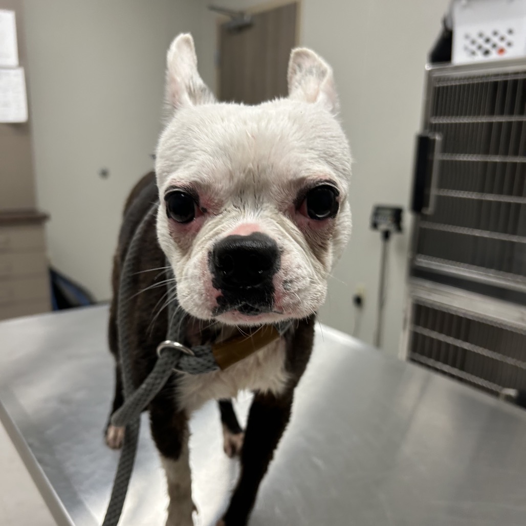 Shelter Stray Female Dog last seen , 1109 Moore Ave, Portland, TX 78374, USA