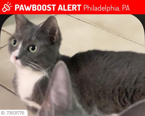 Lost Female Cat last seen Ogontz ave , Philadelphia, PA 19141