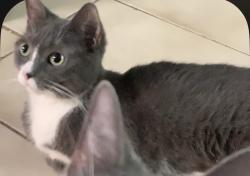 Lost Female Cat last seen Ogontz ave , Philadelphia, PA 19141