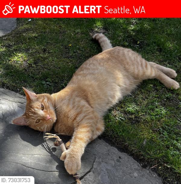 Lost Male Cat last seen North Capitol Hill.  11th Ave East between Newton and Howe, Seattle, WA 98102
