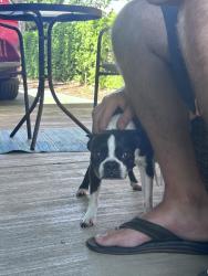 Found/Stray Female Dog last seen Watson, Vancouver, WA 98661