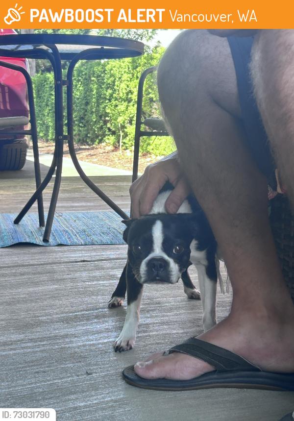 Found/Stray Female Dog last seen Watson, Vancouver, WA 98661