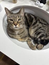 Lost Male Cat last seen Redford fire station, Redford Township, MI 48240