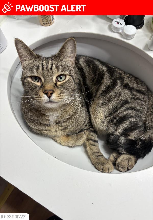 Lost Male Cat last seen Redford fire station, Redford Township, MI 48240