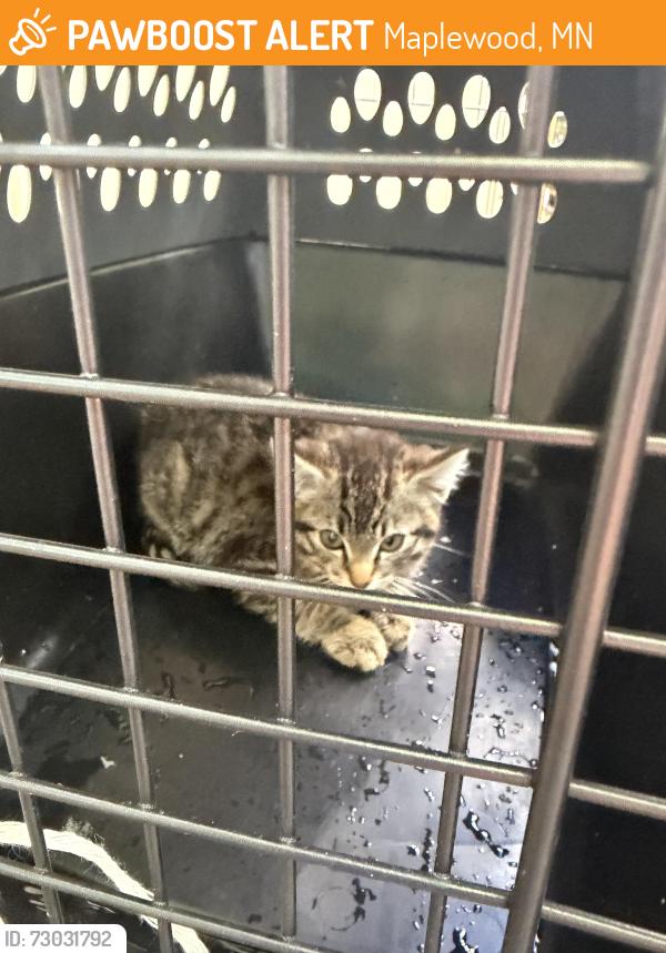 Found/Stray Unknown Cat last seen North Saint Paul, Maplewood, MN 55119