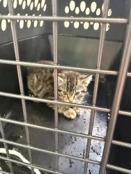 Found/Stray Unknown Cat last seen North Saint Paul, Maplewood, MN 55119
