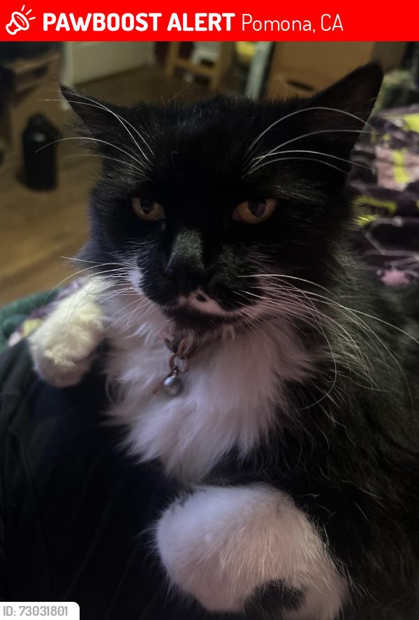 Lost Female Cat last seen Butterfield Rd & Jess St, Pomona, CA 91766