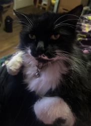 Lost Female Cat last seen Butterfield Rd & Jess St, Pomona, CA 91766